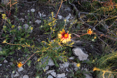 Gaillardia coahuilensis