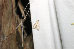 Acentropinae