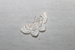 Hydrelia albifera