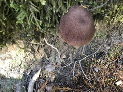 Aureoboletus mirabilis