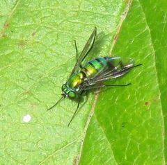 Condylostylus occidentalis