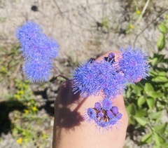 Ageratum corymbosum