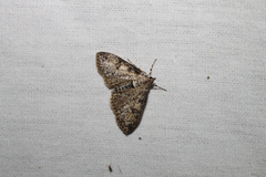 Palpita
