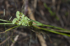 Diphtherocome pulchra