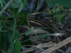 Thamnophis proximus orarius