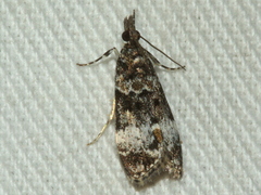 Eudonia protorthra