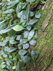 Pyrrosia rupestris