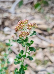 Ozothamnus obcordatus