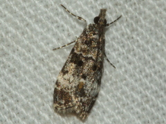 Eudonia protorthra