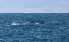 Lissodelphis borealis