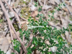 Ozothamnus obcordatus