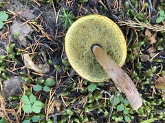 Aureoboletus mirabilis