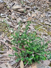 Ozothamnus obcordatus