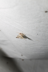 Maliattha synochitis