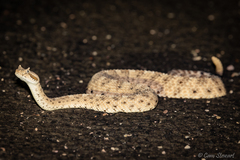 Crotalus cerastes