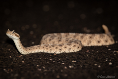 Crotalus cerastes