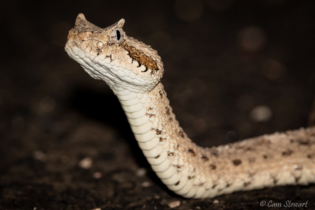 Sidewinder in September 2022 by Cam Stewart Colorado Desert or Sonoran
