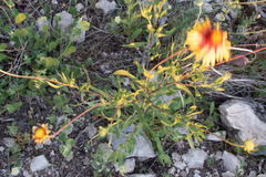 Gaillardia coahuilensis