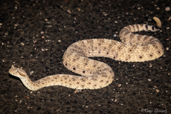 Crotalus cerastes