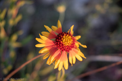 Gaillardia coahuilensis