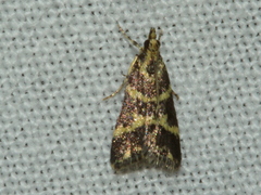 Scoparia spelaea