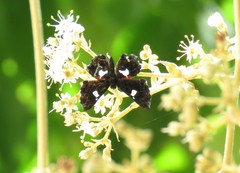 Calydna sturnula