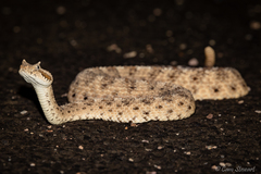 Crotalus cerastes