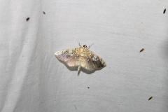 Pantographa limata