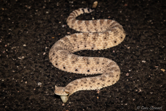 Crotalus cerastes