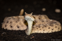 Crotalus cerastes