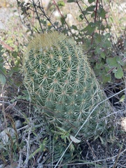 Coryphantha erecta