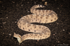 Crotalus cerastes
