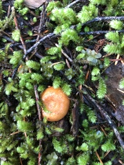 Lactarius rubrilacteus