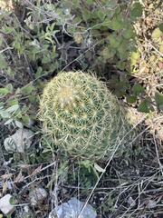 Coryphantha erecta