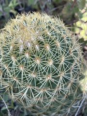 Coryphantha erecta