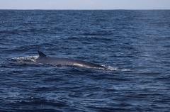Balaenoptera acutorostrata