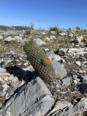 Coryphantha erecta