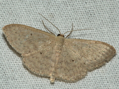 Scopula optivata