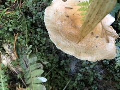 Lactarius rubrilacteus