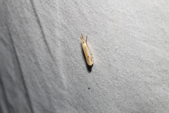 Crambus