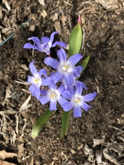 Scilla luciliae