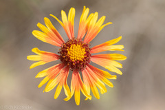 Gaillardia coahuilensis