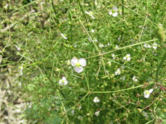 Alisma