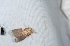 Barsine fuscozonata