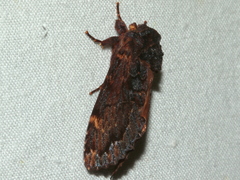 Sorama bicolor