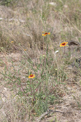 Gaillardia coahuilensis