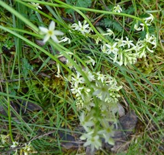 Stackhousia aspericocca