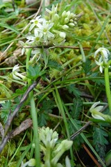 Stackhousia aspericocca