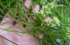 Stackhousia aspericocca