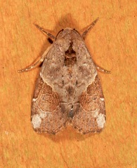 Gonodes liquida